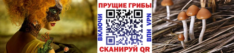 Галлюциногенные грибы Psilocybe  Славянск-на-Кубани 